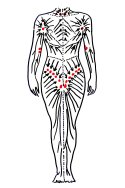 Lymfatický systém človeka spredu
